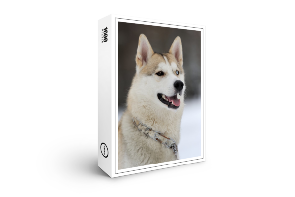 raxxa Premium-Puzzle: Husky