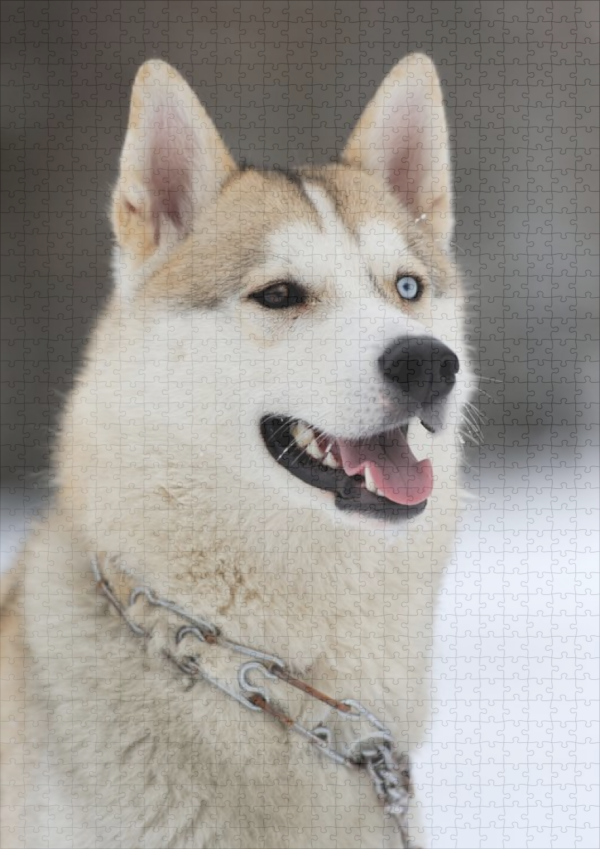 raxxa Premium-Puzzle: Husky - immagine 2