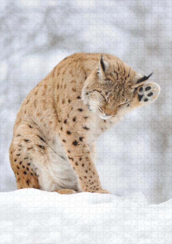 raxxa Premium-Puzzle: Luchs im Winter – Bild 2