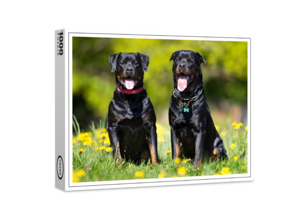 raxxa Premium-Puzzle: Rottweiler-Hunde