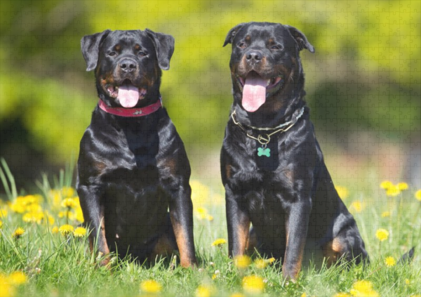 raxxa Premium-Puzzle: Rottweiler-Hunde – Bild 2