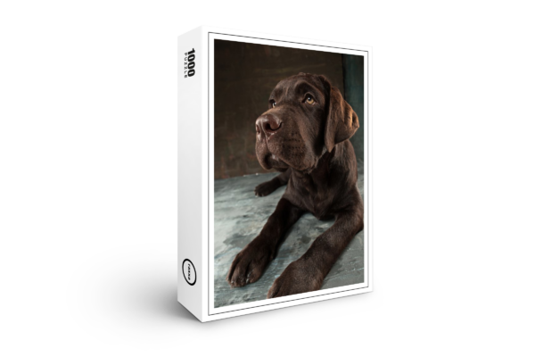 puzzle premium raxxa: cane Labrador nero