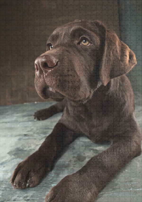 raxxa Premium-Puzzle: Schwarzen Labrador-Hund - immagine 2