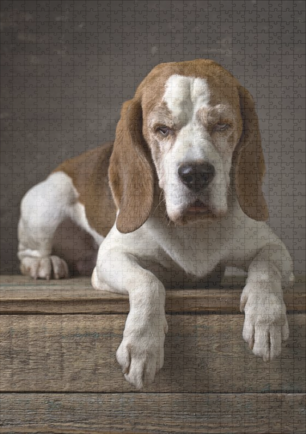 raxxa Premium-Puzzle: Beagles Porträt - immagine 2