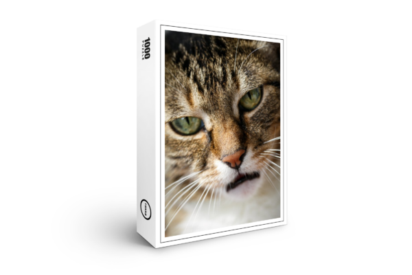 raxxa premium puzzle: Angry house cat