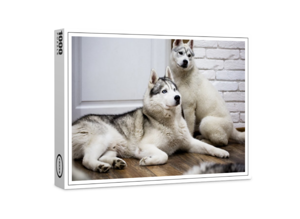 puzzle premium di raxxa: Siberian Husky