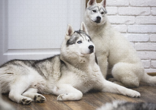 raxxa Premium-Puzzle: Siberian Husky – Image 2