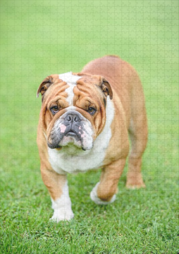 raxxa Premium-Puzzle: Bulldogge im Freien – Bild 2