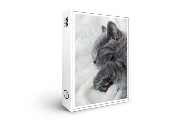 Puzzle premium raxxa : chaton gris