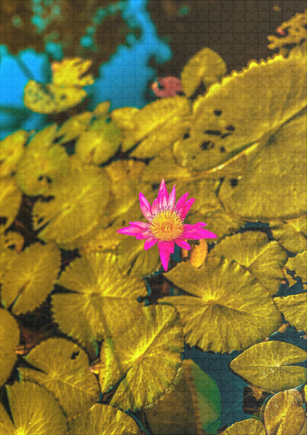 raxxa Premium-Puzzle: Pink water lily - Image 2