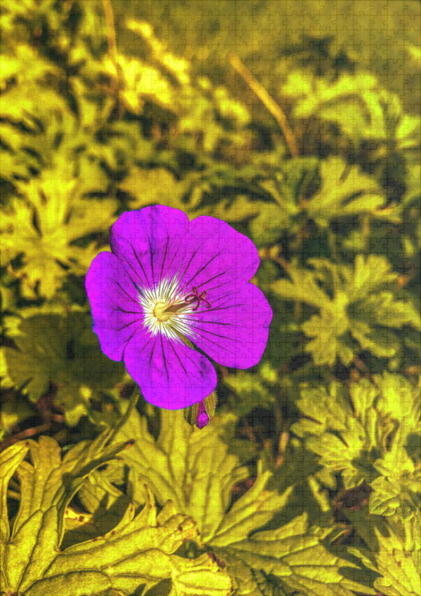 raxxa Premium-Puzzle: Purple flower - Image 2