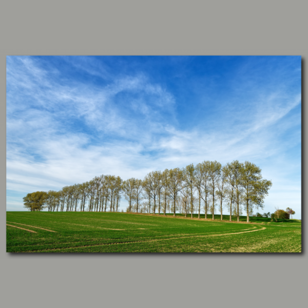 Póster: Fila de árboles en un campo