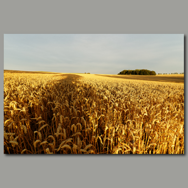 Poster: Getreidefeld mit Baumschatten