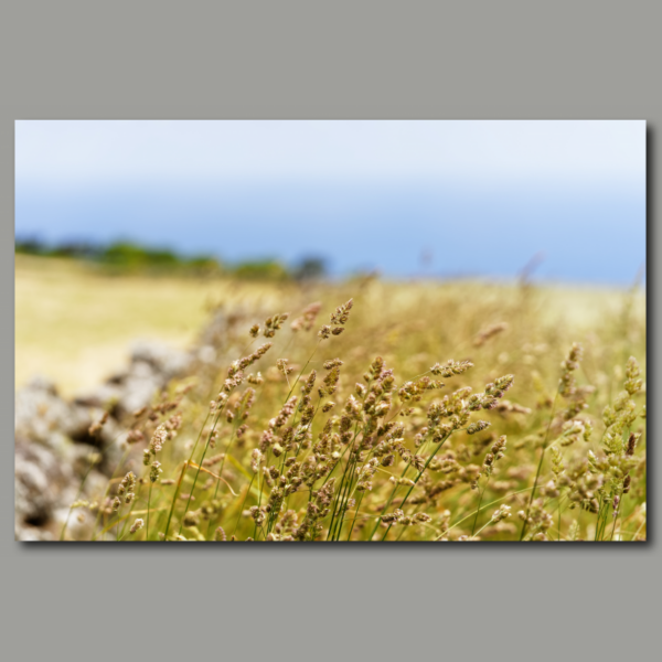 Poster: Blades of grass by the wayside