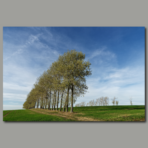 Poster: Row of trees on a harvested field