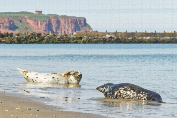 raxxa Premium-Puzzle: Kegelrobben in Helgoland – Bild 2