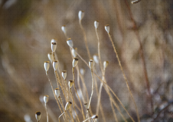 raxxa Premium-Puzzle: Blüten II - Image 2