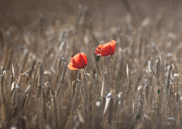 raxxa Premium-Puzzle: Klatschmohn IV - Imagen 2