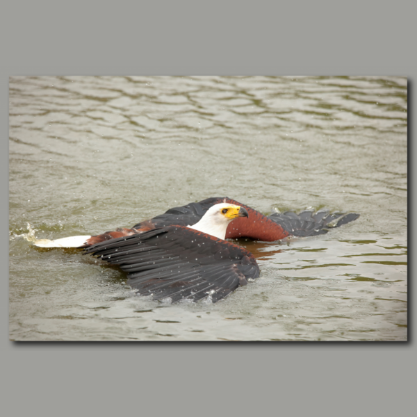 Poster: African Fish Eagle