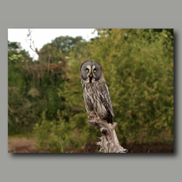 Poster: Great horned owl