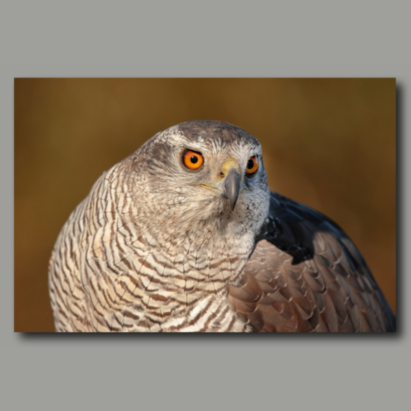 Poster: Goshawk