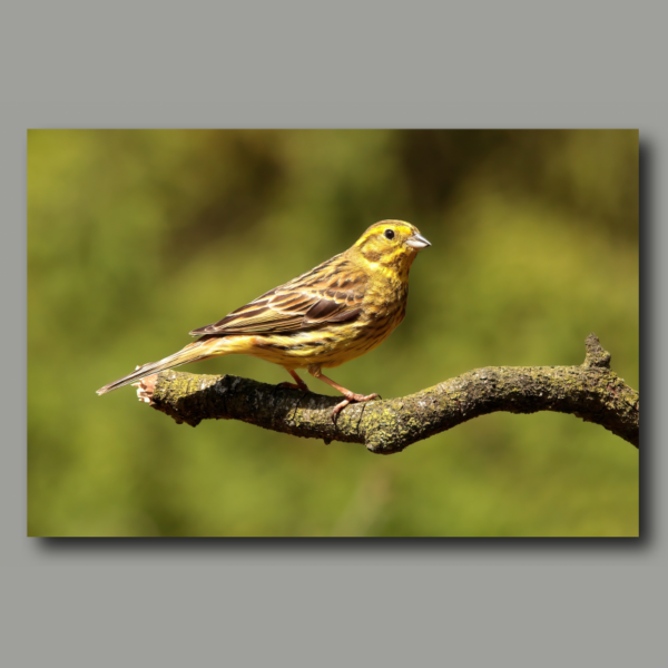 Poster: Yellowhammer