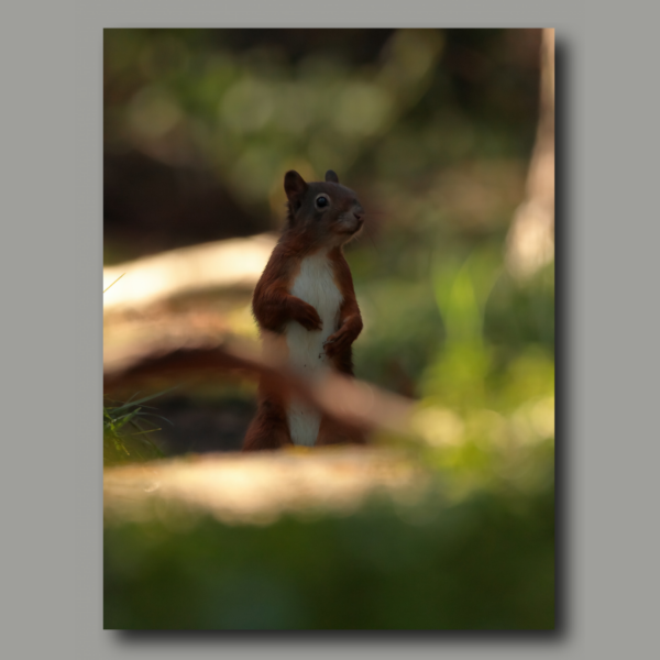 Poster: Squirrel