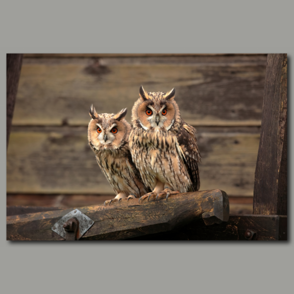 Poster: Long-eared owl