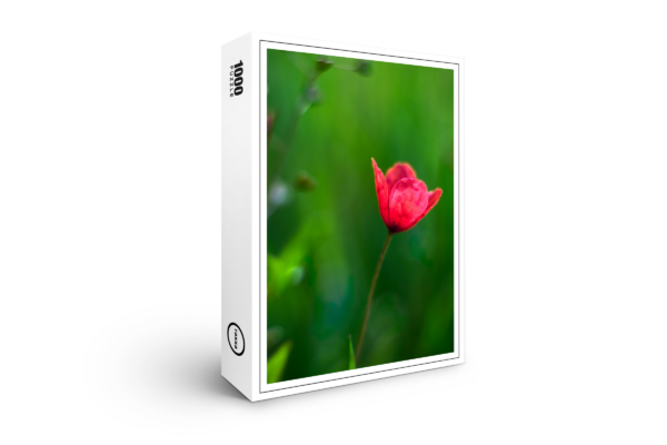 Puzzle premium raxxa : coquelicot dans la verdure