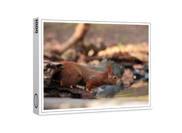 raxxa Premium Puzzle: Squirrel