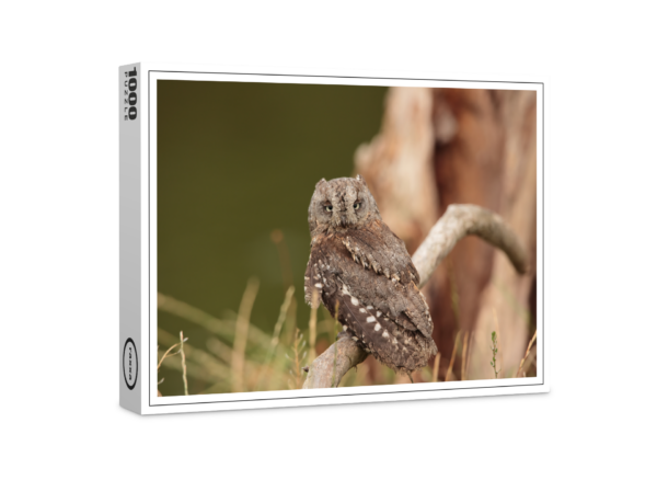 puzzle premium di raxxa: gufo di Scops