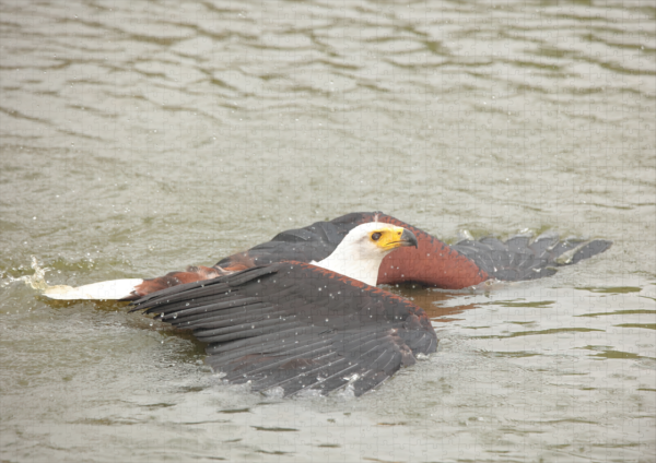 raxxa Premium-Puzzle: Schreiseeadler – Bild 2