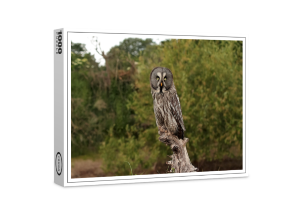 raxxa Premium Puzzle: Great horned owl