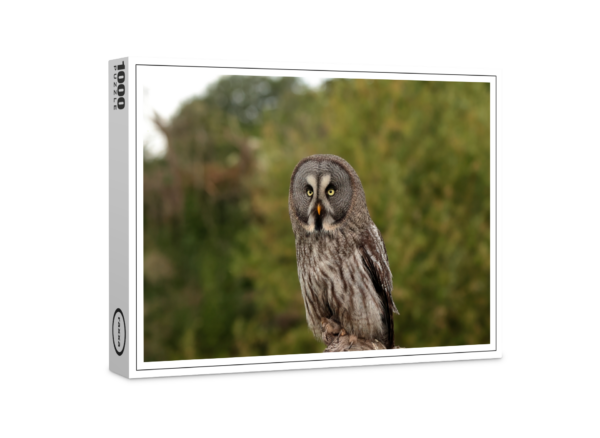 raxxa Premium Puzzle: Great horned owl