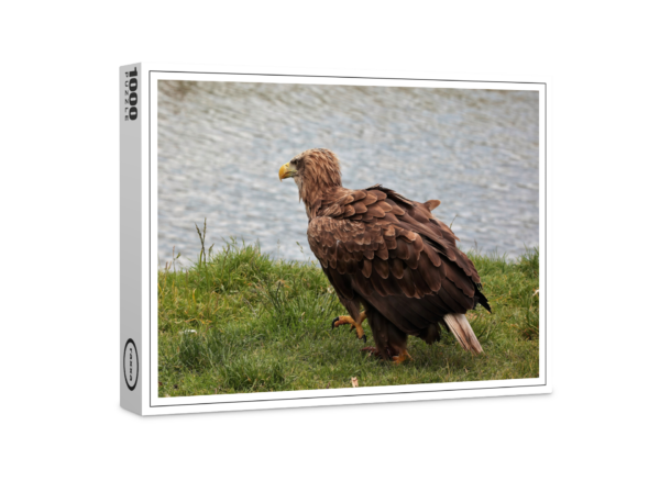 raxxa Premium-Puzzle: Seeadler