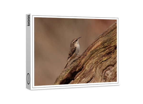 raxxa premium puzzle: Treecreeper