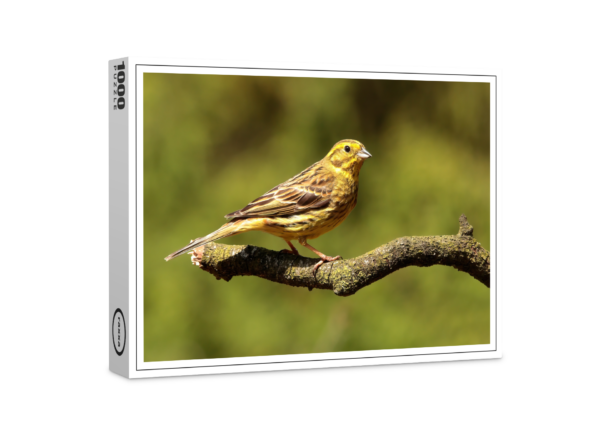 raxxa Premium Puzzle: Yellowhammer