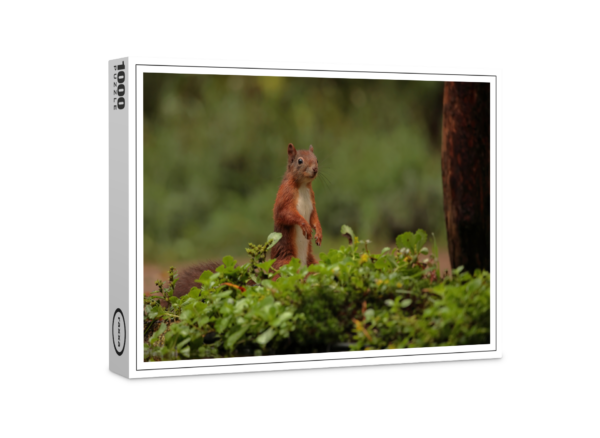 raxxa Premium Puzzle: Squirrel