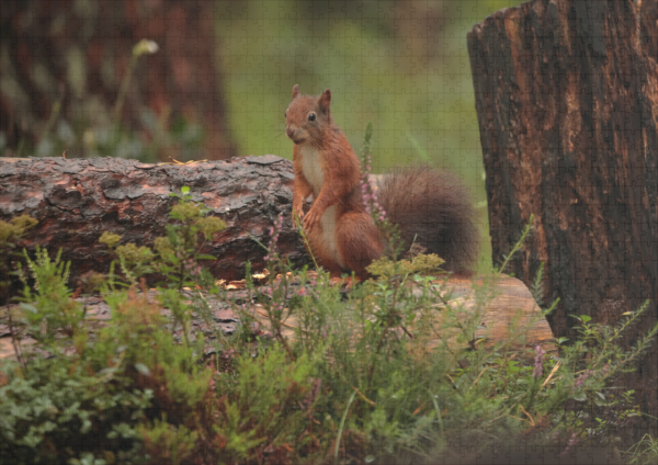 raxxa Premium-Puzzle: Eichhörnchen - immagine 2