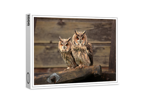 Puzzle premium raxxa : hibou moyen-duc