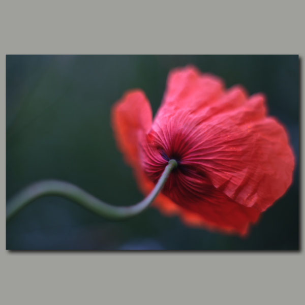 Poster: sweeping poppy flower