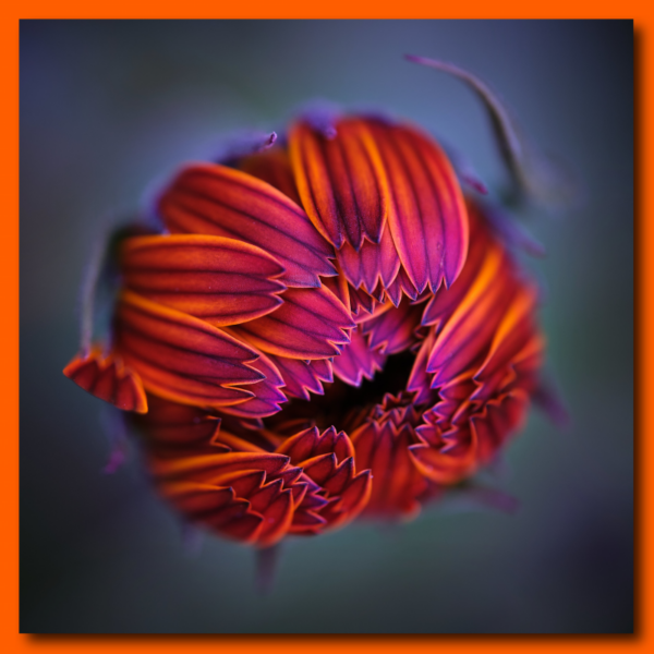 Poster: Calendula #001