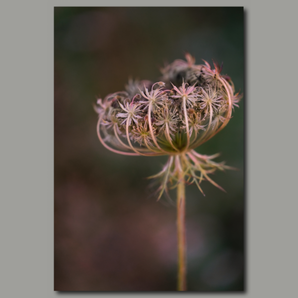 Poster: Wild carrot 001