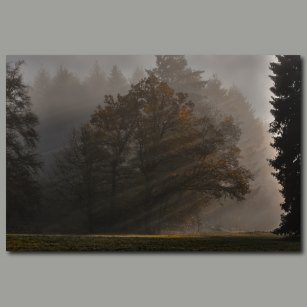 Poster: Herbstwald