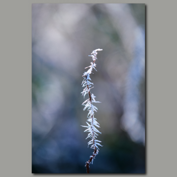 Poster: Winterfarben