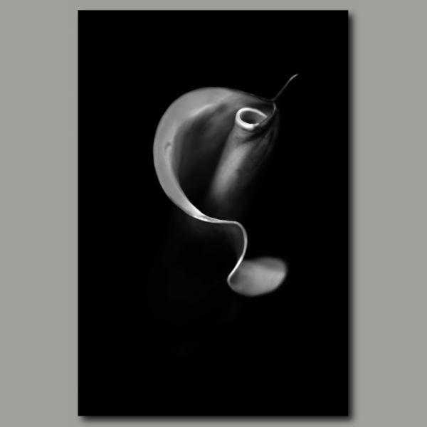 Poster: Calla in black and white