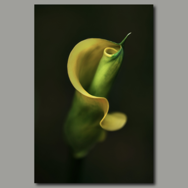 Poster: yellow calla #001