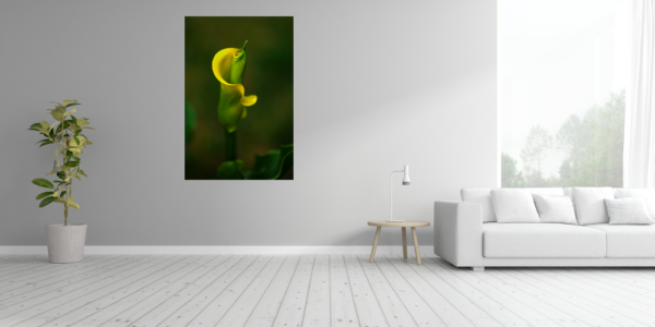 Poster: gelbe Calla #002 - immagine 3