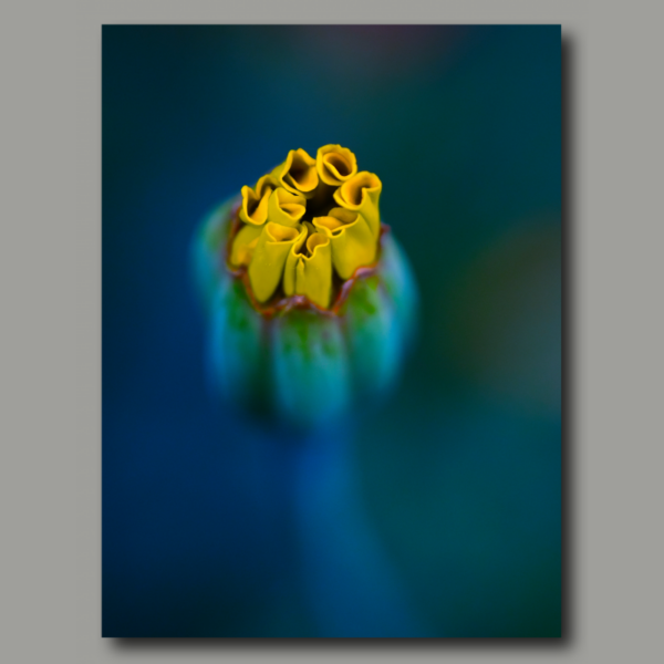 Poster: Tagetes