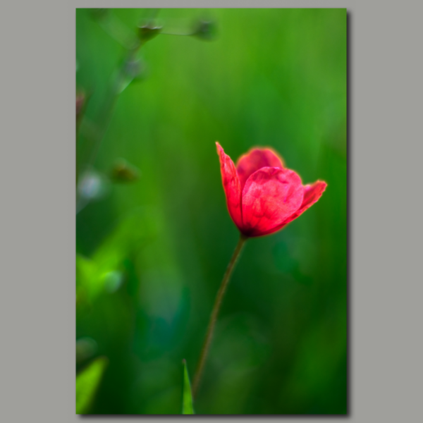 Poster: Mohnblume im Grünen